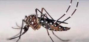 mosquito